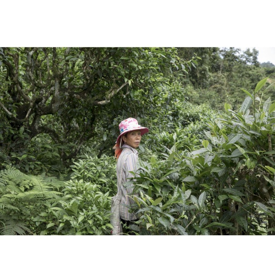 Te Terza luna Te Nero | Vietnam Wild & Bio, Ancient Trees