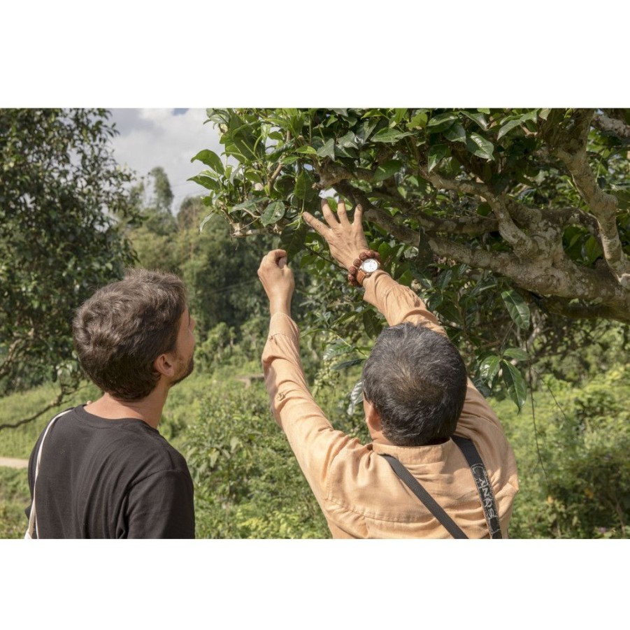 Te Terza luna Te Giallo | Shan Tea, Te Giallo Di Alberi Antichi